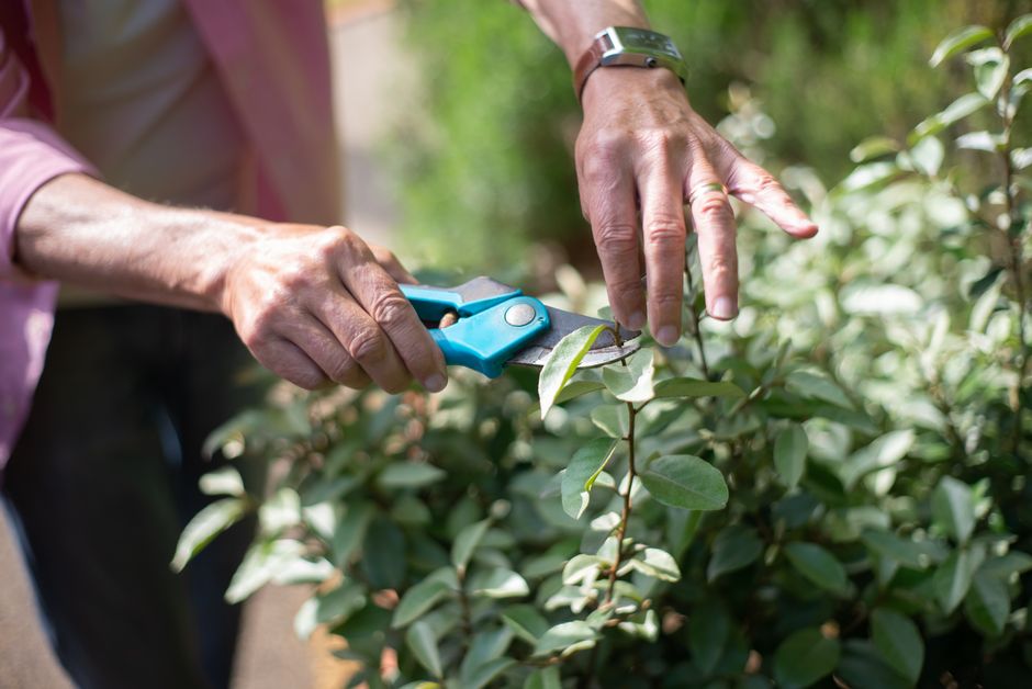Serviço de jardinagem e poda
