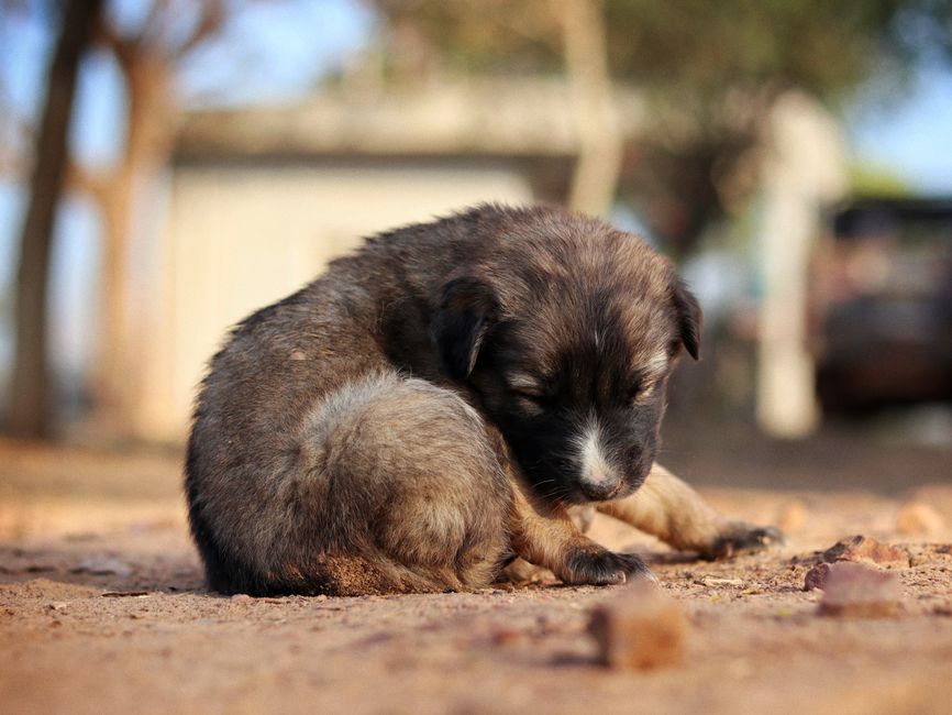 Filhotes de cachorro para doação