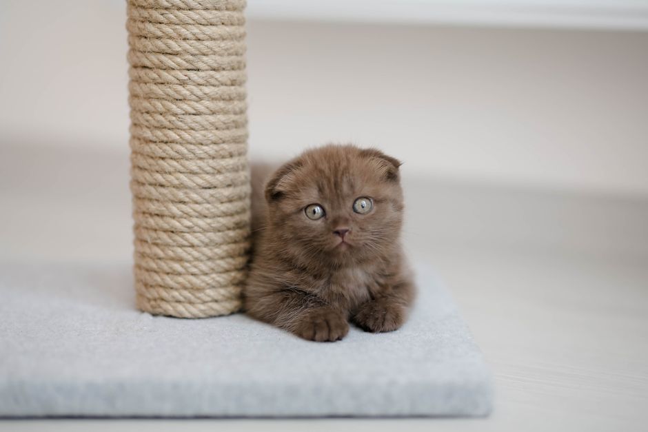 Arranhador para gato com bolinha